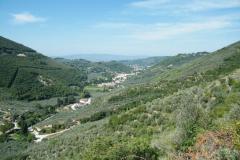 le verdi distese di ulivi sulle colline umbre