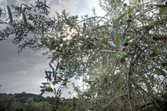 l'oro dell'Umbria