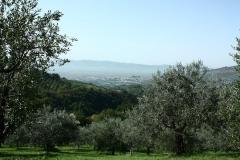 passeggiata tra gli ulivi in collina