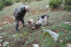 alla ricerca del tartufo con cani addestrati