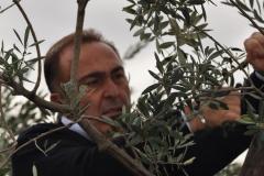 la raccolta dell'oliva in autunno